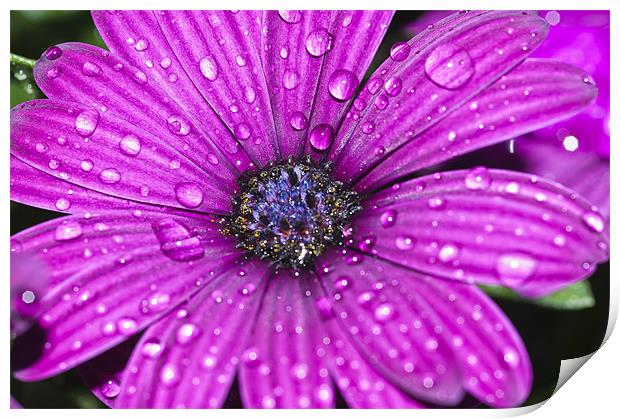 Purple Osteospermum 2 Print by Steve Purnell