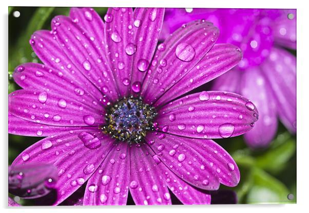 Purple Osteospermum 3 Acrylic by Steve Purnell