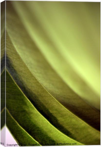 Abstract Leaf Canvas Print by Brian  Raggatt
