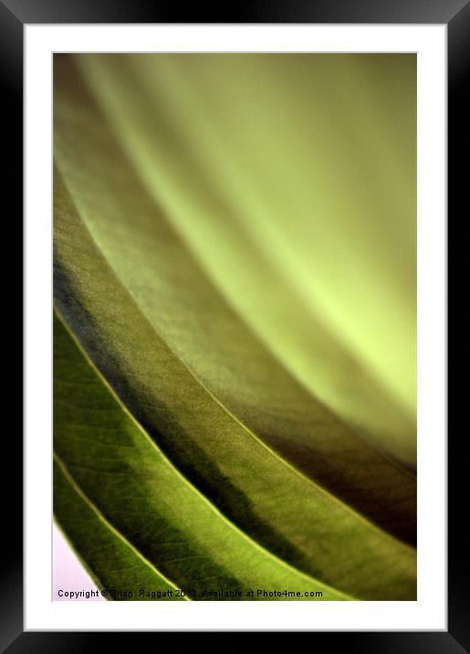 Abstract Leaf Framed Mounted Print by Brian  Raggatt