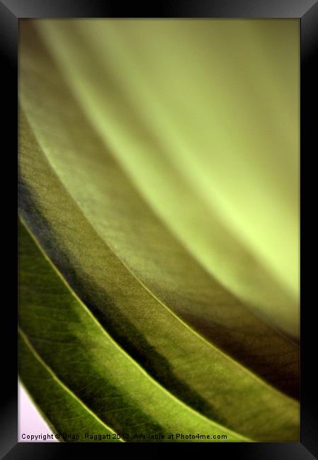 Abstract Leaf Framed Print by Brian  Raggatt
