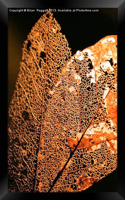 Leaf skeleton 14 Framed Print by Brian  Raggatt
