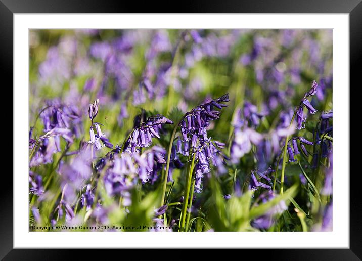 Bluebells, vibrant in Spring Sunshine Framed Mounted Print by Wendy Cooper