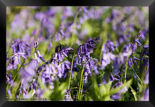 Bluebells, vibrant in Spring Sunshine Framed Print by Wendy Cooper