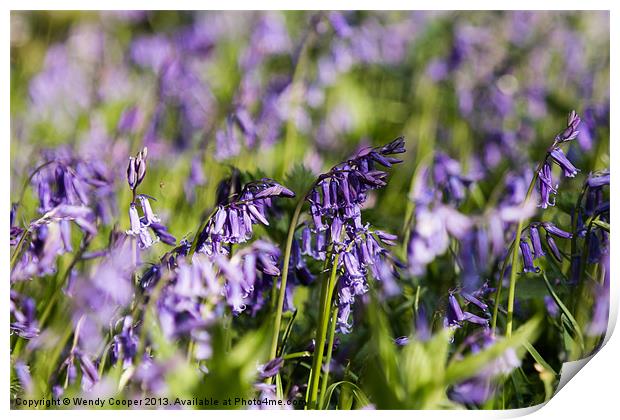 Bluebells, vibrant in Spring Sunshine Print by Wendy Cooper