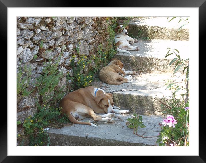let sleeping dogs lie Framed Mounted Print by carol Hart