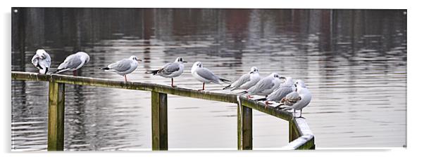 Gulls Morning Meeting Acrylic by Peter Lennon