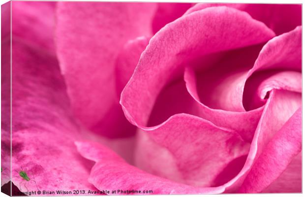Pink Rose Canvas Print by Brian Wilson
