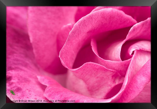 Pink Rose Framed Print by Brian Wilson