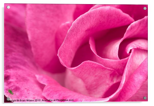 Pink Rose Acrylic by Brian Wilson