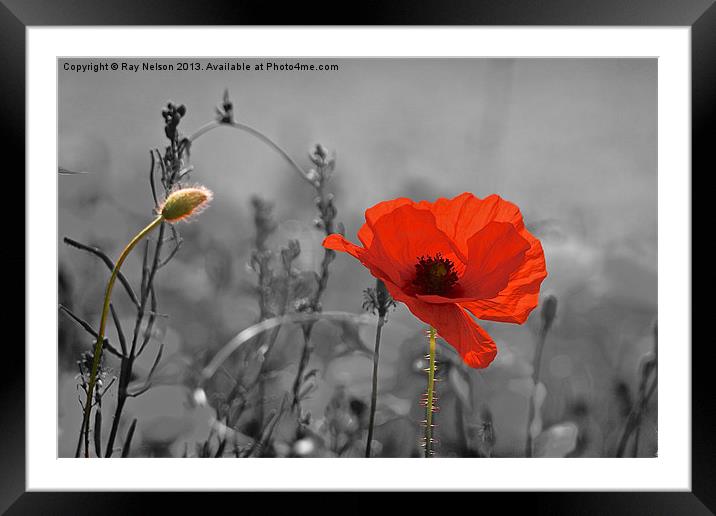 Pop-E Poppy Framed Mounted Print by Ray Nelson