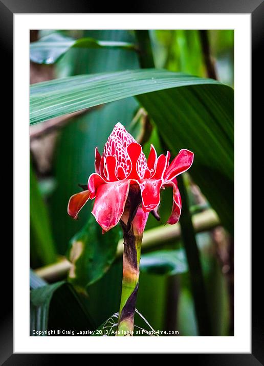 Torch ginger flower Framed Mounted Print by Craig Lapsley