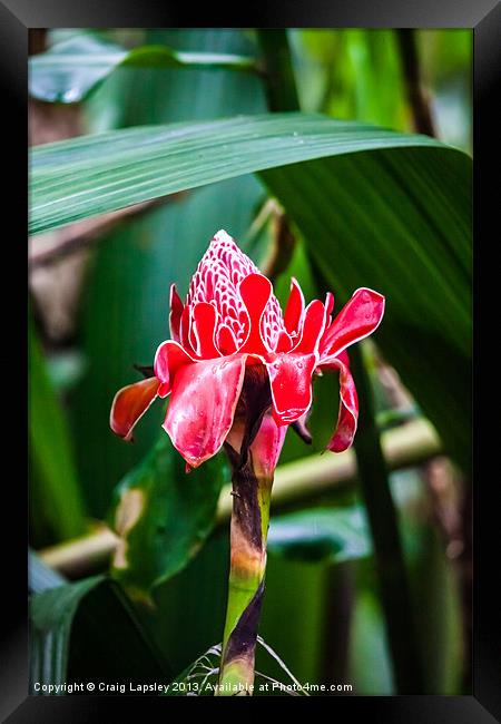 Torch ginger flower Framed Print by Craig Lapsley
