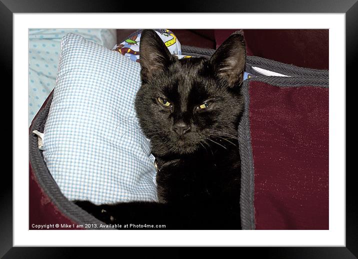 Cat in the bed Framed Mounted Print by Thanet Photos