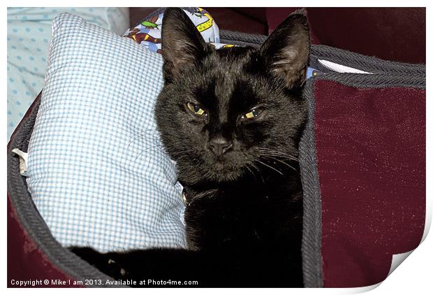 Cat in the bed Print by Thanet Photos