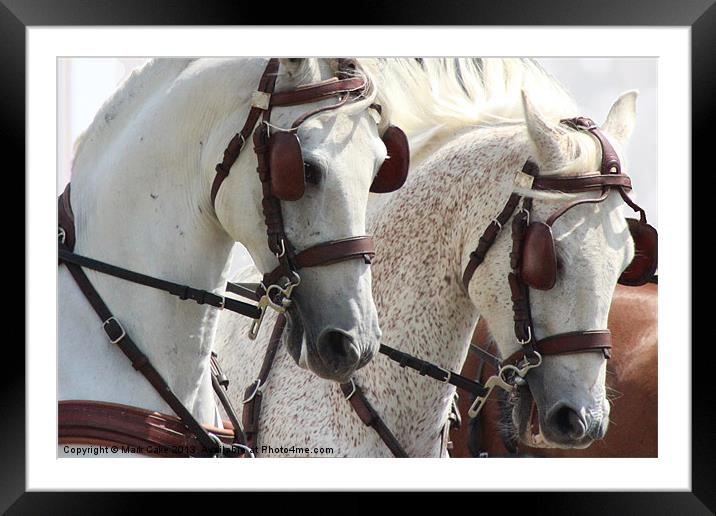 White horses Framed Mounted Print by Mark Cake