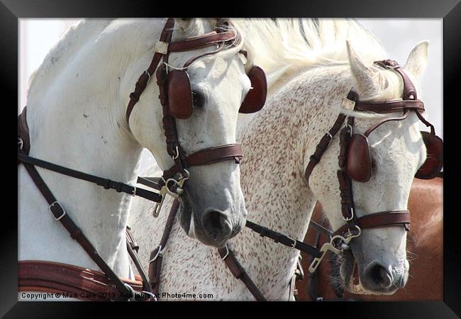 White horses Framed Print by Mark Cake