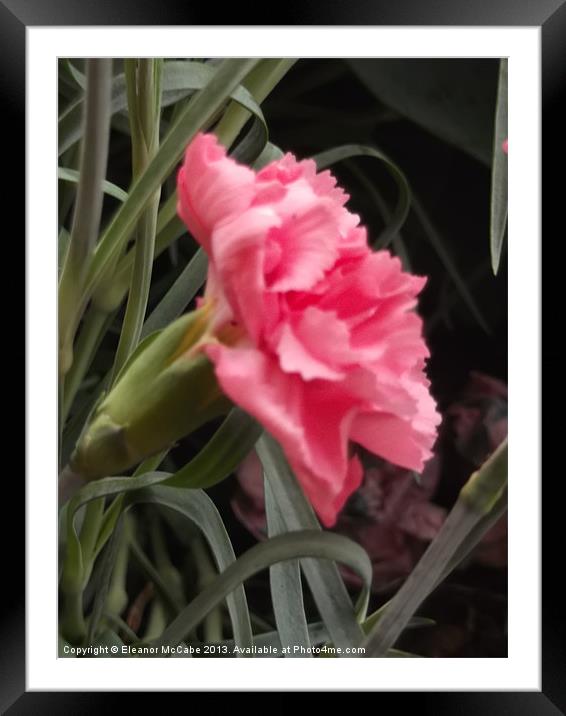 In the Pink! Framed Mounted Print by Eleanor McCabe