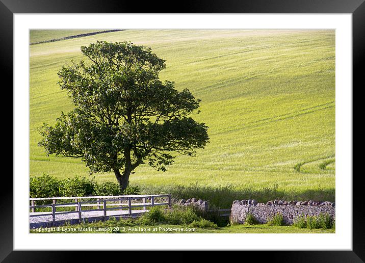 Just a Tree Framed Mounted Print by Lynne Morris (Lswpp)