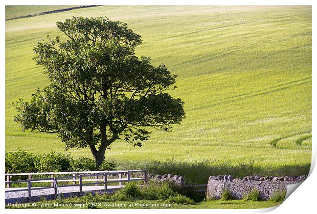 Just a Tree Print by Lynne Morris (Lswpp)