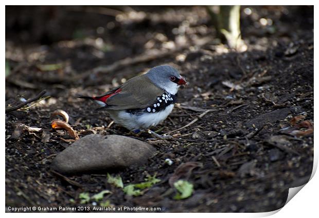 Diamond Firetail Print by Graham Palmer