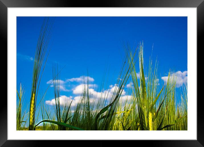 Reaching for the Sky Framed Mounted Print by Mark Llewellyn