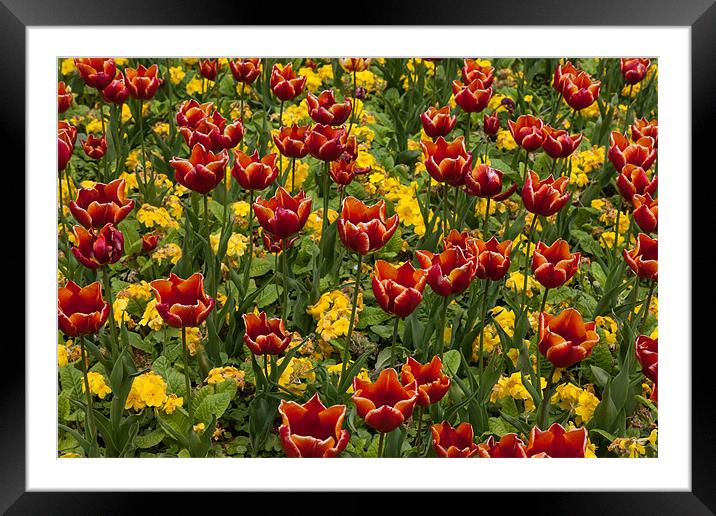 Tulips Framed Mounted Print by Gail Johnson