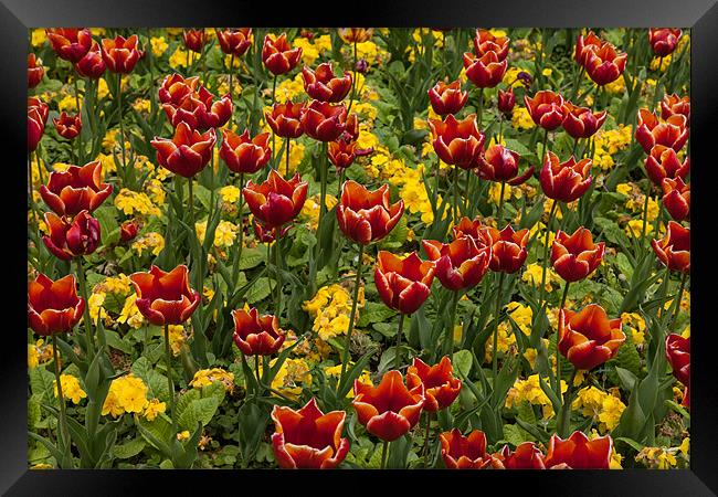 Tulips Framed Print by Gail Johnson