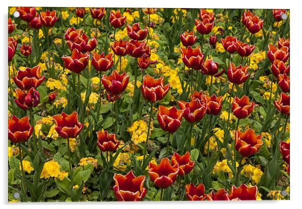 Tulips Acrylic by Gail Johnson