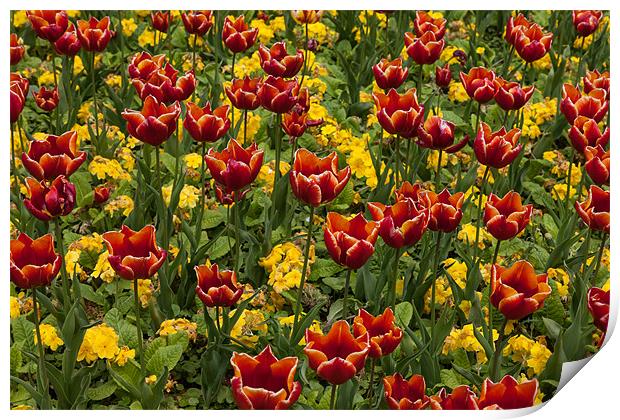 Tulips Print by Gail Johnson