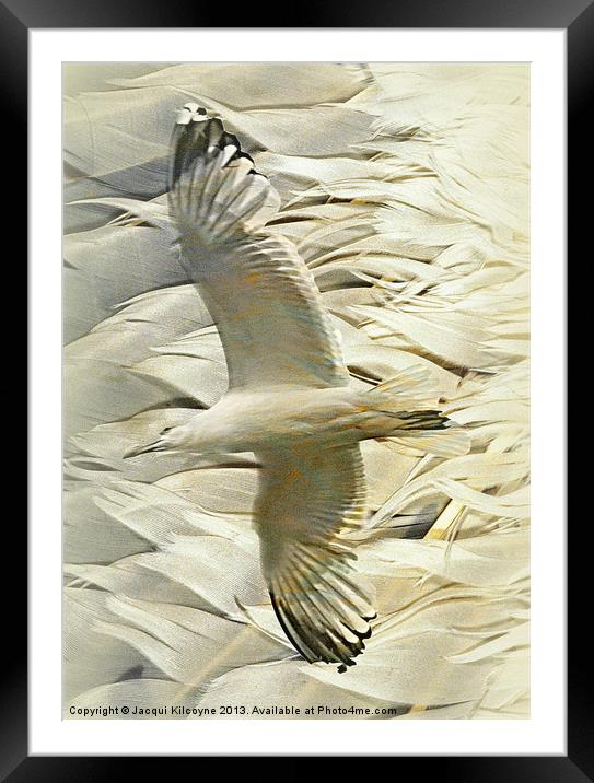 Feathers on Feathers Framed Mounted Print by Jacqui Kilcoyne