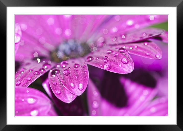 Purple Osteospermum 4 Framed Mounted Print by Steve Purnell
