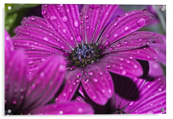 Purple Osteospermum 5 Acrylic by Steve Purnell