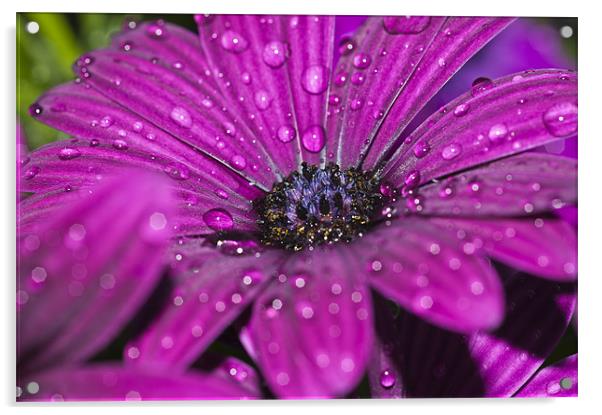 Purple Osteospermum 6 Acrylic by Steve Purnell
