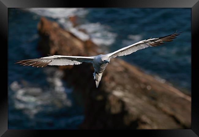 Northern Gannet Framed Print by Grant Glendinning