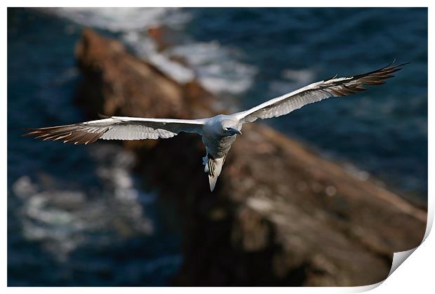 Northern Gannet Print by Grant Glendinning