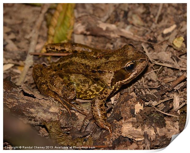 Common Frog Print by Randal Cheney