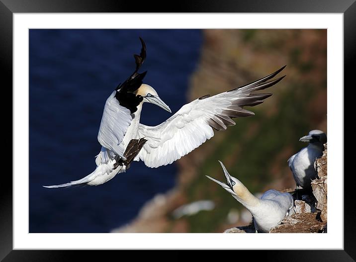 Northern Gannets Framed Mounted Print by Grant Glendinning