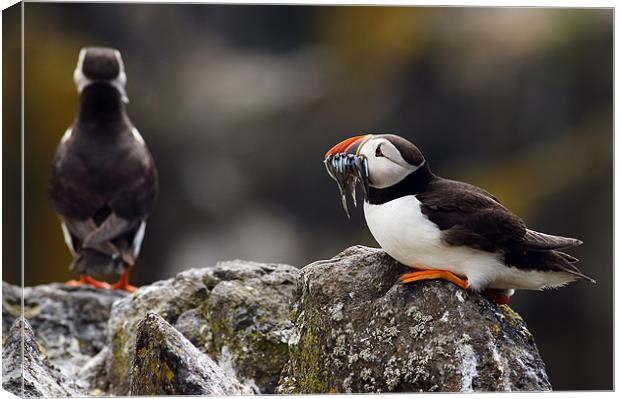 Puffin Canvas Print by Grant Glendinning