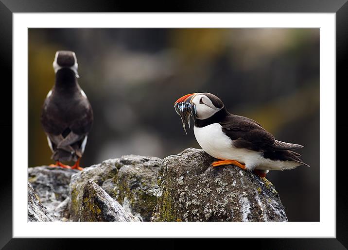 Puffin Framed Mounted Print by Grant Glendinning