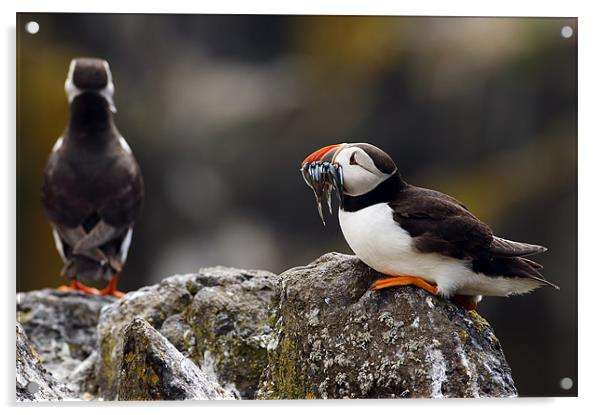 Puffin Acrylic by Grant Glendinning