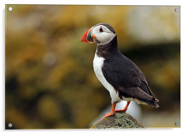 Puffin Acrylic by Grant Glendinning