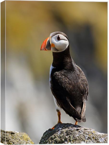 Puffin Canvas Print by Grant Glendinning