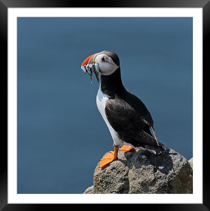 Puffin Framed Mounted Print by Grant Glendinning