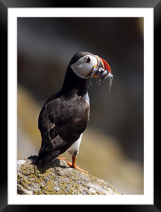 Puffin Framed Mounted Print by Grant Glendinning