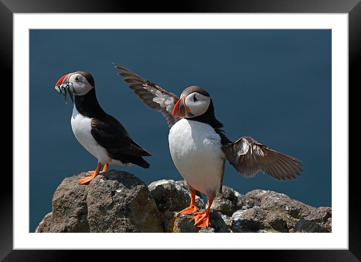 Puffins Framed Mounted Print by Grant Glendinning