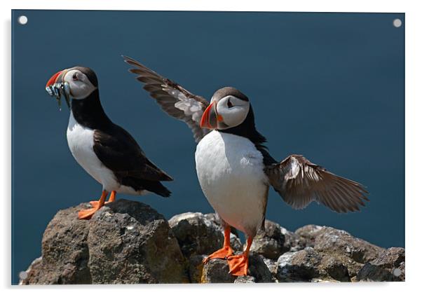 Puffins Acrylic by Grant Glendinning