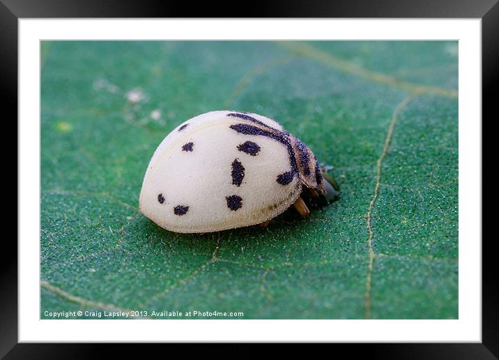 White lady bird, ladybug Framed Mounted Print by Craig Lapsley