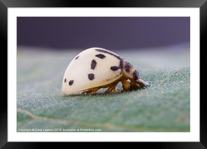 White ladybird drinking sap Framed Mounted Print by Craig Lapsley