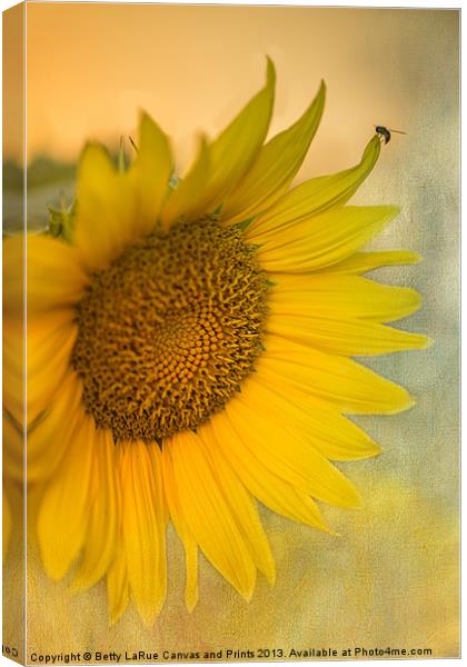 Star of the Show Canvas Print by Betty LaRue